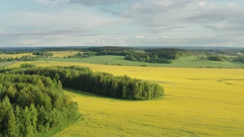 Drone flies over yellow rapeseed field. Hilly area, summer day Stock Footage 132363091
