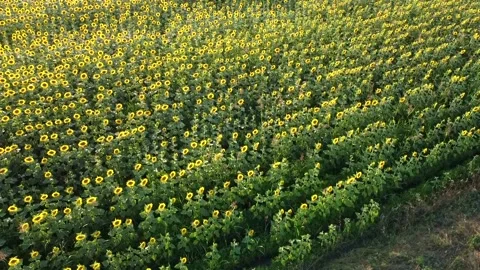 Drone flies pan over a spectacular field with bright yellow sunflowers in summer Stock Footage 219282425