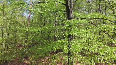 Drone flies up past a birch tree with fresh green leaves Stock Footage 209150389