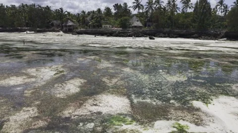 Drone flies past large bird over tide pools with algae toward resort Stock-Footage 346158817