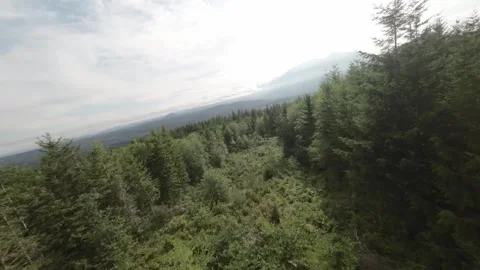 Drone Flies Past Rest Area Down a Forest Clearing (Desaturated) Video stock 246301863