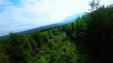 Drone Flies Past Rest Area Down a Forest Clearing (Color Graded) Stock Footage 246301937