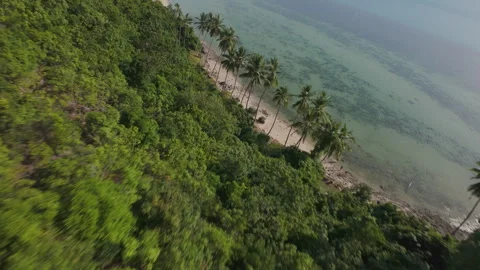 Drone Flies Quickly Between Palm Trees Along Tropical Beach with Green Forest Stock Footage 311576554