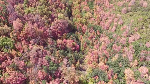 Drone flies up the side of a mountain close to the red orange yellow fall tre Stock Footage 87191840