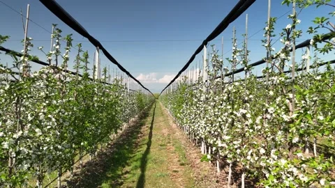 A drone flies sideways along rows of apple trees in an orchard in Kazakhstan. Stock Footage 334887419