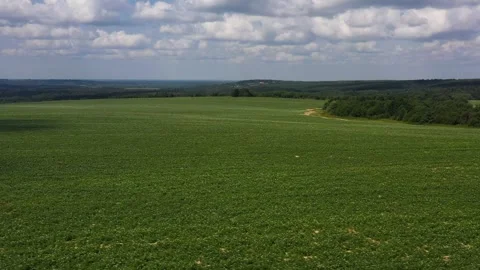 Drone flies sideways over flowering potato field in summer day, aerial view Stock Footage 245443597