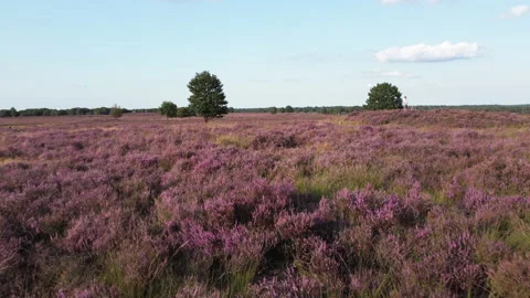 Drone flies slowly and low over the purple heath begin fall Stock Footage 217653489