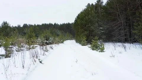 Drone flies slowly between pine trees in the forest in winter. Beautiful wi.. Stock Footage 263582577