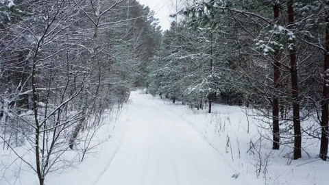Drone flies slowly between trees in the snowy forest in winter. Drone flies.. Stock Footage 263582683