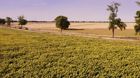 A drone flies slowly over a field of sunflowers with a view of a busy country Stock Footage 239109618