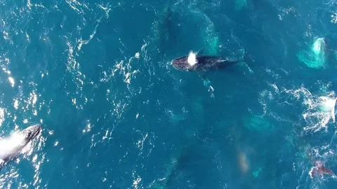 Drone flies slowly over huge pod of humpback whales Vídeo Stock 83522268