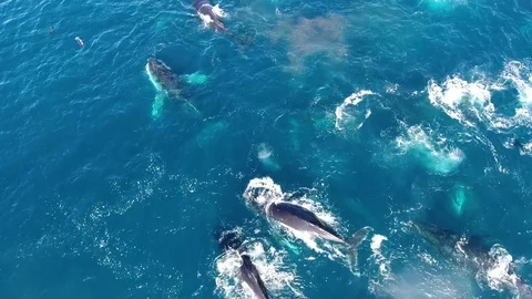Drone flies slowly over huge pod of humpback whales Stock Footage