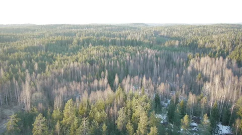 Drone flies slowly over spring forest in sunset Stockbeeldmateriaal 47992966