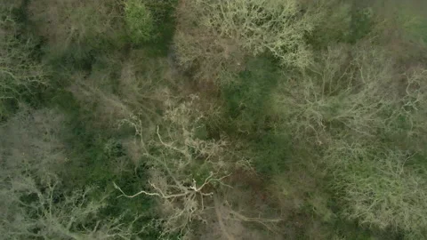 Drone flies slowly over winter forest topdown Stock Footage 148185386