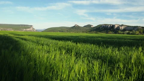 The drone flies smoothly and low over fields with tall green grass and a Stock Footage 162100262