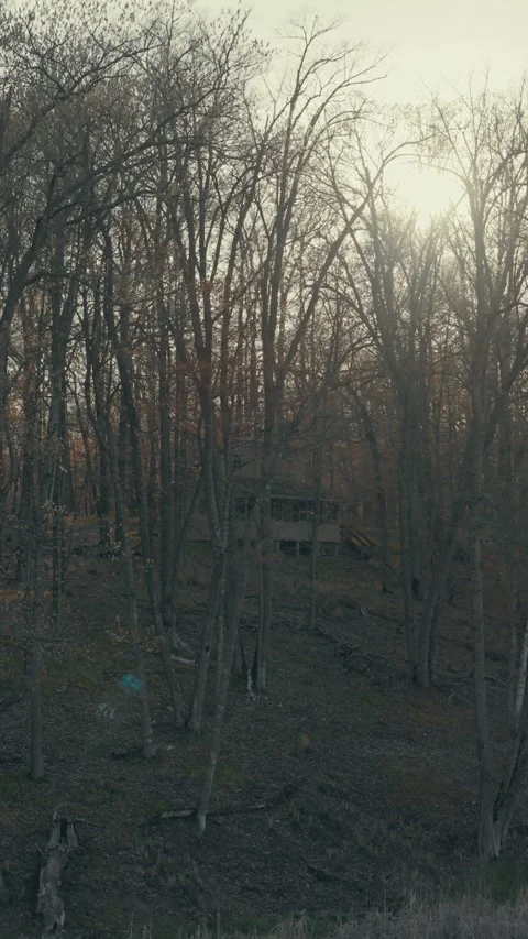 Drone Flies Through Bare Winter Forest Revealing Secluded Wooden Cabin in Vidéo 336807633