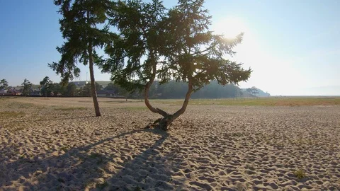 Drone flies through the beautiful bizarre intertwined trees Stock Footage 111742963