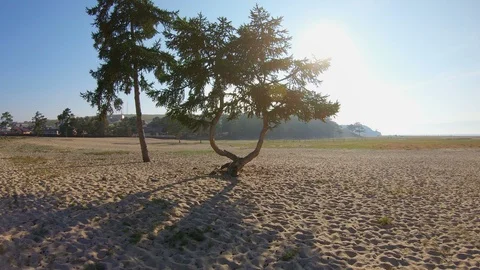 Drone flies through the beautiful bizarre intertwined trees Stock Footage 111743219