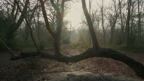 Drone flies through branches and winter woodland Stock Footage 148127016