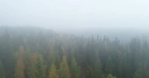 Drone flies through low rain clouds moving over fall colors treetops Stock Footage 140619545