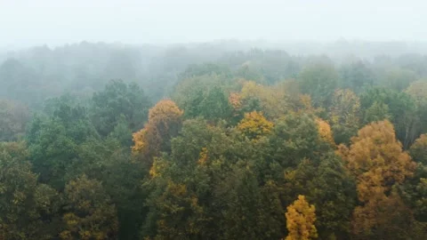 Drone flies through low rain clouds moving over fall colors treetops in autumn Stock Footage 141008121
