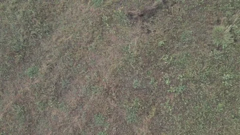 A drone flies through in nature Stock Footage 252985719