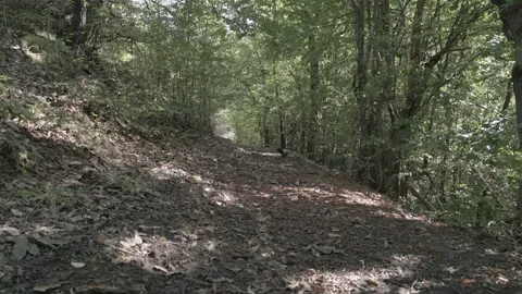 A drone flies through in nature Stock Footage 252990803