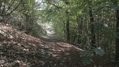 A drone flies through in nature Stock Footage 252990982