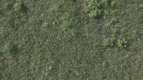 A drone flies through in nature Stock Footage 252994768