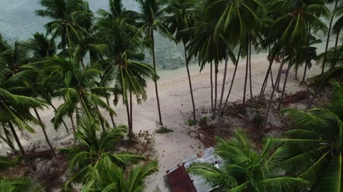 Drone flies through palm trees on the beach Stock Footage 275008320