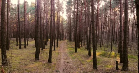 А drone flies through a pine forest. Aerial drone gliding shot. Stock Footage 126601956