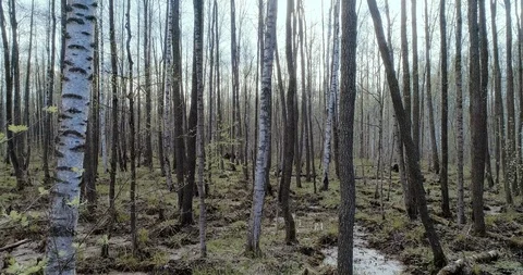 Drone flies through the swampy deciduous forest Stock Footage 116533169