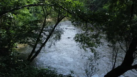 A drone flies through the trees and reveals a beautiful river Video stock 229804812