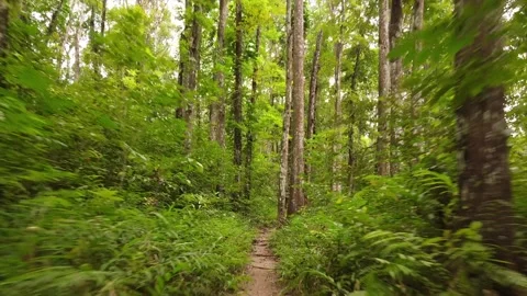 Drone flies through trees  動画素材 145298656