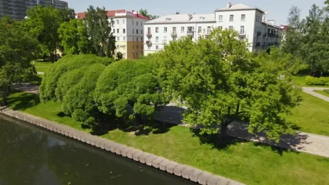 The drone flies through the trees in the park and follows the running athlete Stock Footage 157056186