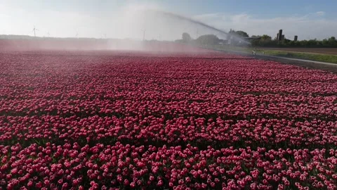 Drone flies through water spray above tulips Stock Footage 335339148