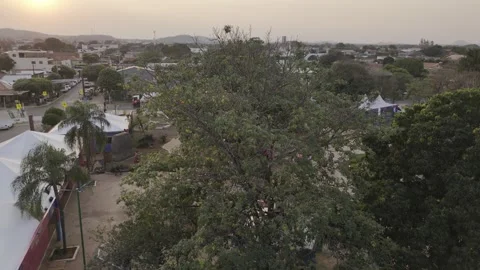 Drone flies toward tree in city square with two parrots at sunset Stock Footage 284791773