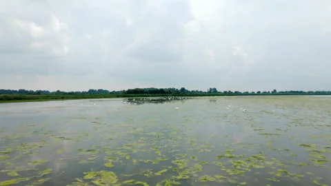 Drone flies towards flock of mute swans peacefully swim on a lake Stock Footage 263319690