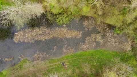 Drone flies towards small pond full of aquatic plants in woods 스톡 동영상 260090546