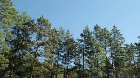 A drone flies in the trees and shoots a video. Stock Footage 296090565
