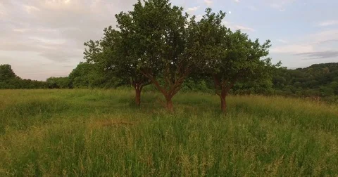 Drone flies to the trees Stock Footage 76407963