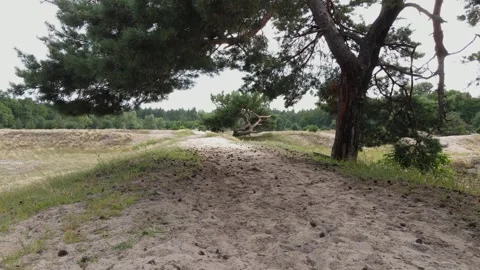 Drone flies under pine tree and ascends over sandy forest landscape Stock Footage 312769621