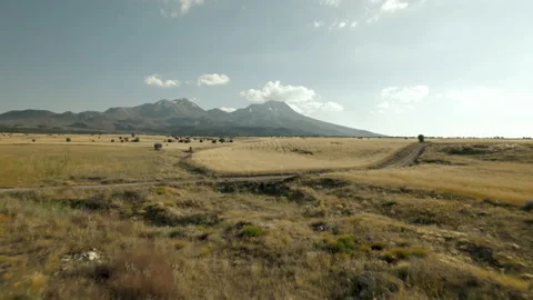 Drone flies very close to wheat field. Video stock 200133153