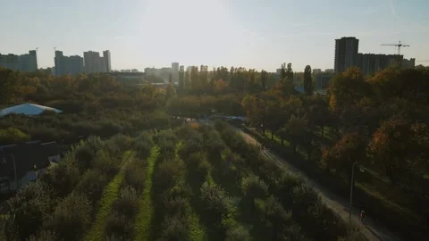 Drone flight above apple orchard and autumn trees in Kyiv Expocenter Stock Footage 346018234