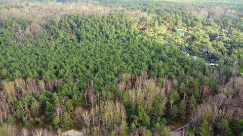 Drone Flight Above Baltic Forest Along the Coastline Stock Footage 330231948