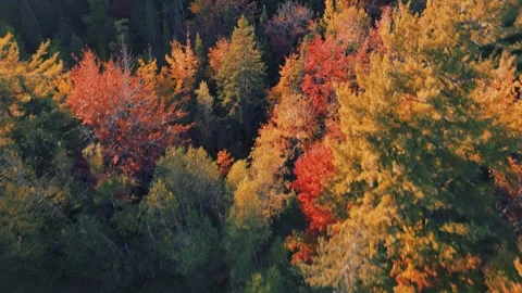 Drone Flight Above Beautiful Fall Coloured Treetops Video stock 255045422
