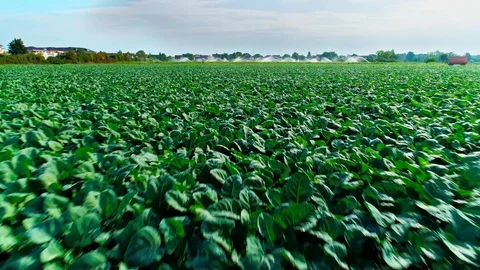 Drone Flight Above Beautiful Lush Green Field  Видео 124053947