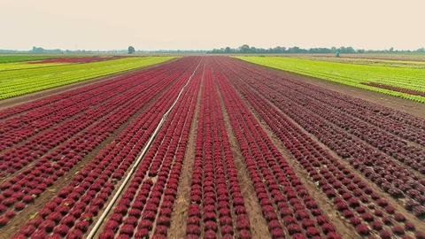 Drone Flight Above Beautiful Red Field  Stock-Footage 121441645