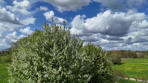 Drone flight above blooming trees and vibrant fields on a sunny day Stock Footage 308694768