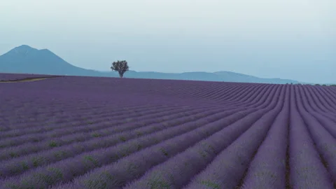 Drone flight above a endless Lavender Field with Perfect Rows in Provence Stock Footage 219762787